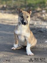 DORIS, Hund, Mischlingshund in Slowakische Republik - Bild 5