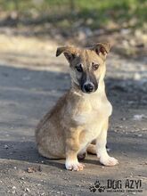 DORIS, Hund, Mischlingshund in Slowakische Republik - Bild 6