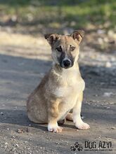 DORIS, Hund, Mischlingshund in Slowakische Republik - Bild 7