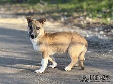 DORIS, Hund, Mischlingshund in Slowakische Republik - Bild 8