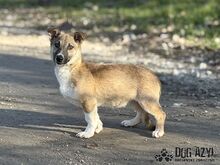 DORIS, Hund, Mischlingshund in Slowakische Republik - Bild 9