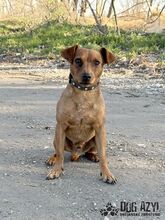 FRANKIE, Hund, Mischlingshund in Slowakische Republik - Bild 3