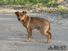 FRANKIE, Hund, Mischlingshund in Slowakische Republik - Bild 4