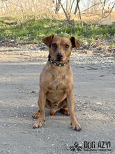 FRANKIE, Hund, Mischlingshund in Slowakische Republik - Bild 5