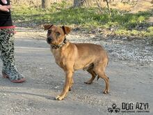 FRANKIE, Hund, Mischlingshund in Slowakische Republik - Bild 6