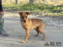 FRANKIE, Hund, Mischlingshund in Slowakische Republik - Bild 7