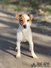 JUMPINGJACK, Hund, Mischlingshund in Slowakische Republik - Bild 2