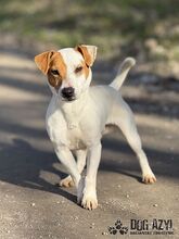 JUMPINGJACK, Hund, Mischlingshund in Slowakische Republik - Bild 6