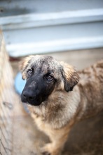 SPRUCE, Hund, Mischlingshund in Blankenfelde-Mahlow - Bild 3