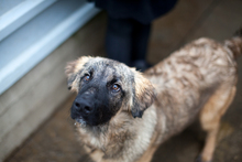 SPRUCE, Hund, Mischlingshund in Blankenfelde-Mahlow - Bild 5