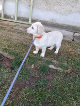 EMMA, Hund, Mischlingshund in Bulgarien - Bild 21