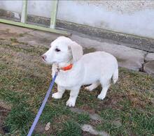 EMMA, Hund, Mischlingshund in Bulgarien - Bild 23