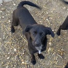 EVE, Hund, Mischlingshund in Ungarn - Bild 2