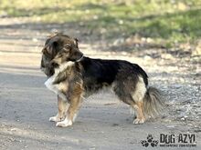 SONJA, Hund, Mischlingshund in Slowakische Republik - Bild 2