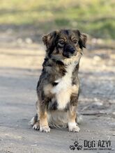 SONJA, Hund, Mischlingshund in Slowakische Republik - Bild 4