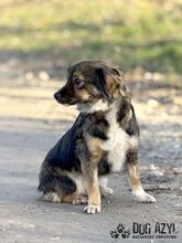 SONJA, Hund, Mischlingshund in Slowakische Republik - Bild 5