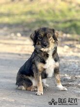 SONJA, Hund, Mischlingshund in Slowakische Republik - Bild 6