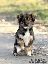 SONJA, Hund, Mischlingshund in Slowakische Republik - Bild 8