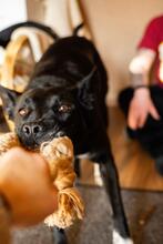 ROSI, Hund, Mischlingshund in Salzgitter - Bild 16