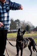 ROSI, Hund, Mischlingshund in Salzgitter - Bild 2