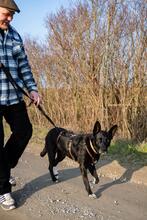 ROSI, Hund, Mischlingshund in Salzgitter - Bild 21