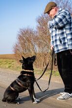 ROSI, Hund, Mischlingshund in Salzgitter - Bild 23