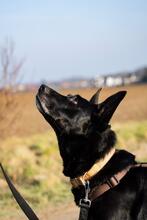 ROSI, Hund, Mischlingshund in Salzgitter - Bild 9