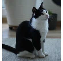 TARJA, Katze, Hauskatze in Freising - Bild 5