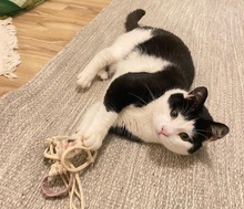 TARJA, Katze, Hauskatze in Freising - Bild 6