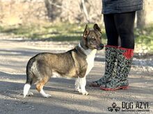 GUMP, Hund, Affenpinscher in Slowakische Republik - Bild 10