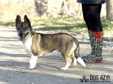 GUMP, Hund, Affenpinscher in Slowakische Republik - Bild 11