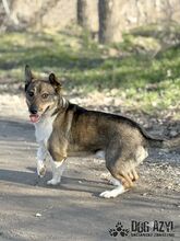 GUMP, Hund, Affenpinscher in Slowakische Republik - Bild 2