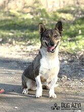 GUMP, Hund, Affenpinscher in Slowakische Republik - Bild 3