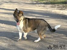 GUMP, Hund, Affenpinscher in Slowakische Republik - Bild 4