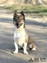 GUMP, Hund, Affenpinscher in Slowakische Republik - Bild 5