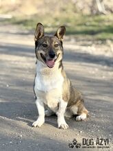 GUMP, Hund, Affenpinscher in Slowakische Republik - Bild 8