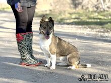 GUMP, Hund, Affenpinscher in Slowakische Republik - Bild 9