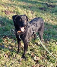 NEMO, Hund, Mischlingshund in Schwäbisch Hall - Bild 2