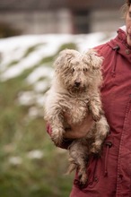 POTYKA, Hund, Mischlingshund in Ungarn - Bild 1