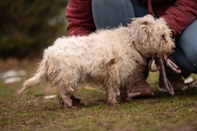 POTYKA, Hund, Mischlingshund in Ungarn - Bild 10