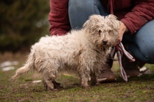 POTYKA, Hund, Mischlingshund in Ungarn - Bild 11