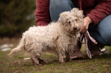 POTYKA, Hund, Mischlingshund in Ungarn - Bild 12