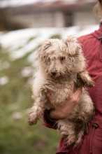 POTYKA, Hund, Mischlingshund in Ungarn - Bild 2