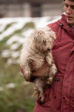 POTYKA, Hund, Mischlingshund in Ungarn - Bild 4