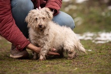 POTYKA, Hund, Mischlingshund in Ungarn - Bild 6