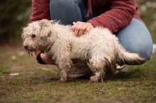 POTYKA, Hund, Mischlingshund in Ungarn - Bild 7