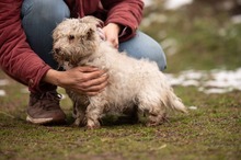 POTYKA, Hund, Mischlingshund in Ungarn - Bild 8