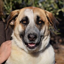 PASTORI, Hund, Herdenschutzhund in Spanien - Bild 1