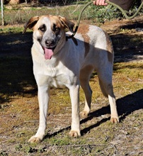 PASTORI, Hund, Herdenschutzhund in Spanien - Bild 2