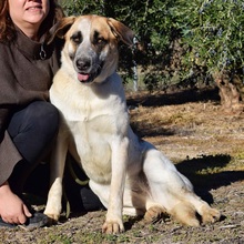 PASTORI, Hund, Herdenschutzhund in Spanien - Bild 3